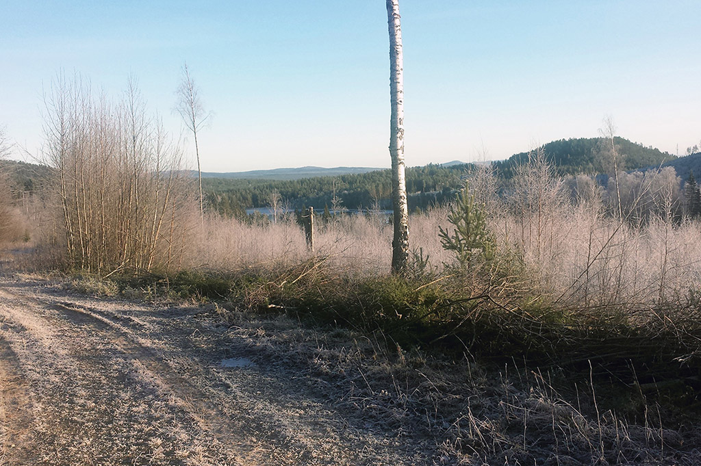 Röjning