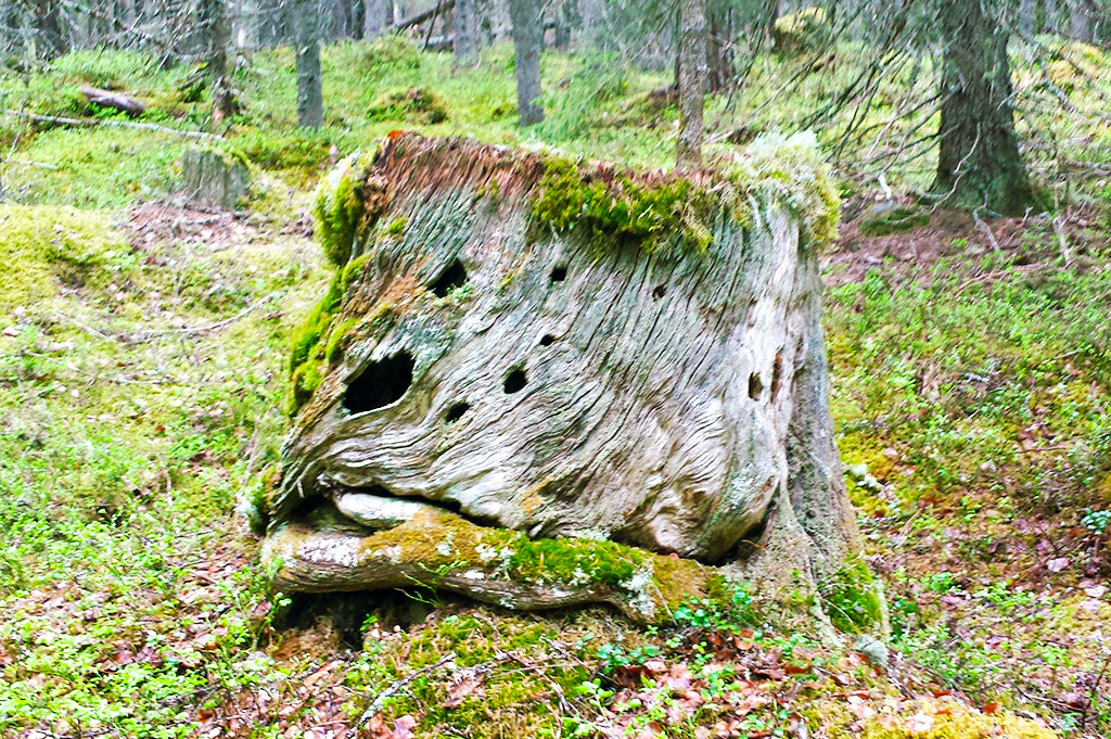 Naturvärdesbedömning