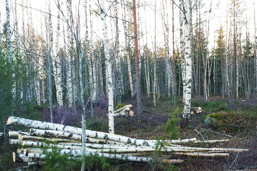 Landskapsvård